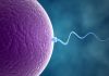Fertility Issues and the Reasons There
