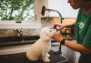 Should you go with customer-friendly book pet grooming service?