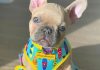 Frenchie Needs A Dress Too