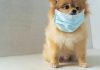 Are You Worried About Your Pet?