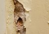 How Will You Get Benefits from Damp Special for Your Home?
