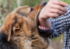 How To Pick The Right Lawyer To Represent You In Your Dog Bite Claim