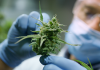 Most effective ways to use delta 8 THC