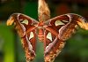 What Are the Different Moth Species?