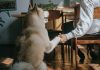 9 Ways to Tell Your Dog You Love Them