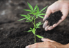GETTING THE RIGHT SOIL FOR YOUR AUTOFLOWER PLANT