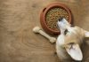 About Pets