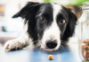 Transitional Tips for Your Senior Dogs into Raw Pet Food