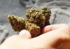 Hemp Flower: A Beginner’s Guide