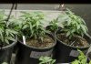 What do you need to know about a cannabis business bookkeeping accountant?