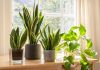 Some Pot Plants to Grow in Your Home