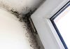 Top 3 Signs of Black Mold and How to Get Rid of It Signs of Black Mold