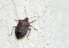 Get To Know the Things Attracting Stink Bugs to Your Houston Home