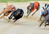 Get Ready for the Thrill of Greyhounds Racing Betting!