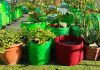Maximize Your Greenery: The Ultimate Guide to Wholesale Plant Pots The Ultimate Guide to Wholesale Plant Pots