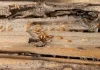 Termite-Resistant Building Materials – What You Need to Know