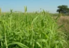 Understanding Alternative Forage Crops: Non-Native Seed Options for High-Yield Hay